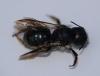 Osmia brevicornis